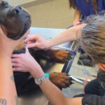 Des chiens de Marseille donnent leur sang pour sauver des vies.