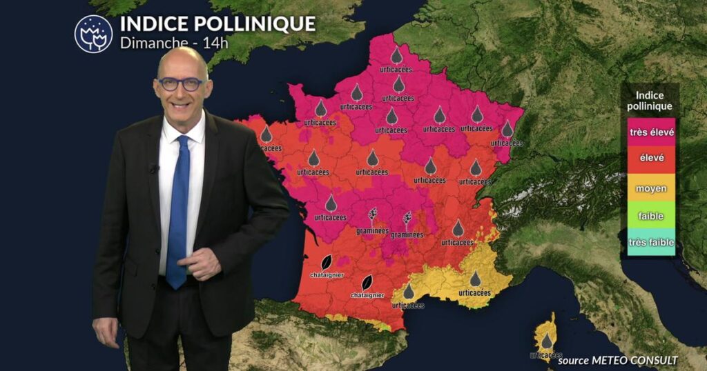 Bulletin pollen : la chaleur augmente la dispersion des graminées en France.