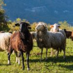 Plus de 700 candidats pour un poste de berger en Mongolie proposé par un agriculteur.