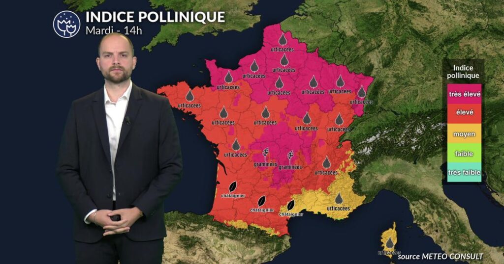 Alerte rouge aux graminées en France face à la canicule et à l’air saturé mardi.