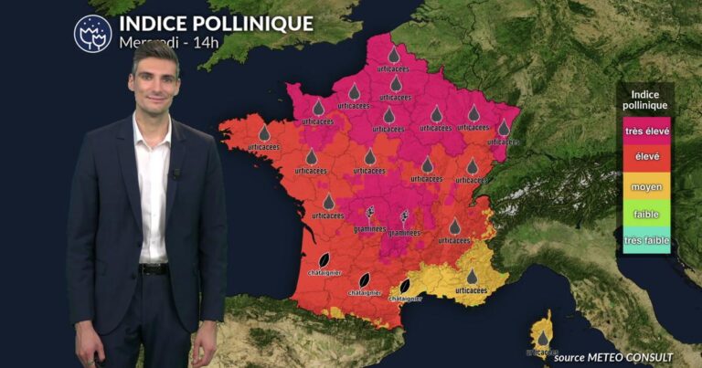 Risque allergique maximal aux pollens dans plusieurs régions du pays ce mercredi.
