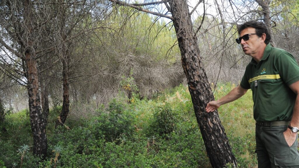 Des forêts entretenues sur le Causse d’Aumelas pour réduire les risques d’incendies.