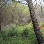 Des forêts entretenues sur le Causse d’Aumelas pour réduire les risques d’incendies.