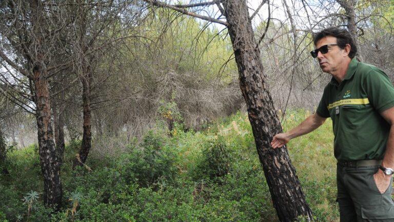 Des forêts entretenues sur le Causse d’Aumelas pour réduire les risques d’incendies.