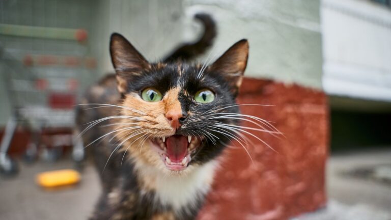 Un chat errant atteint de la rage mord cinq habitants dans un quartier.