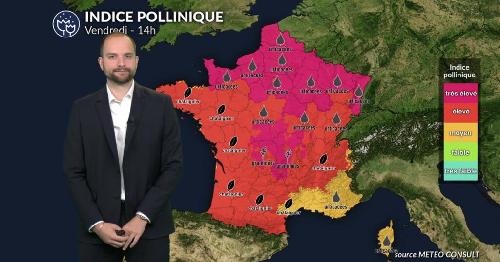 Pollens de graminées et d’urticacées en forte concentration durant la canicule.