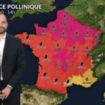 Pollens de graminées et d&rsquo;urticacées en forte concentration durant la canicule.