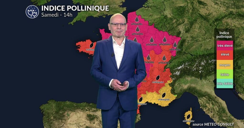 Canicule et pic de graminées : le Grand Est et la Nouvelle-Aquitaine en alerte allergique élevée