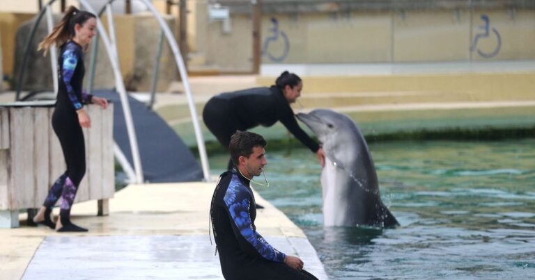 Le projet d’accueil des dauphins à Beauval suscite l’opposition d’associations environnementales.