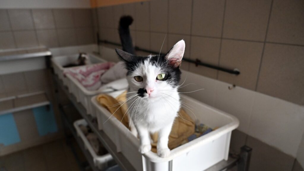 Le chenil d’Albi organise une journée portes ouvertes pour 100 animaux en attente d’adoption.