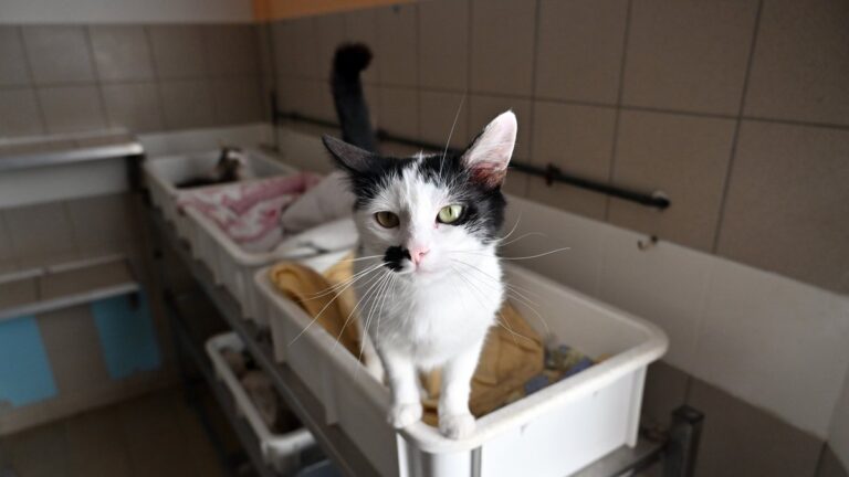 Le chenil d’Albi organise une journée portes ouvertes pour 100 animaux en attente d’adoption.