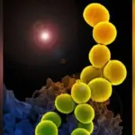 Des virus mangeurs de bactéries développés pour contrer l’antibiorésistance mondiale.