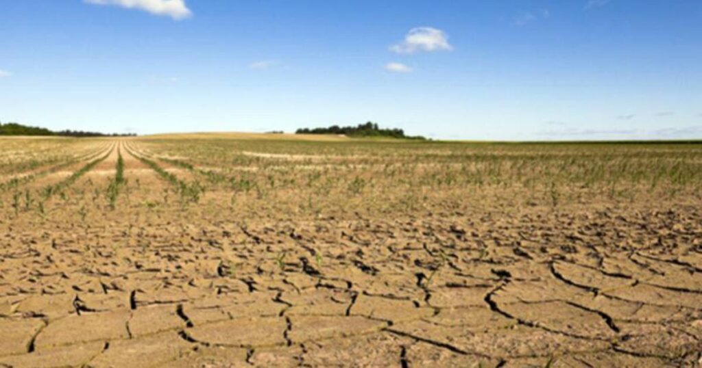 Effet “sèche-cheveux” sur la végétation en France : causes et conséquences de la canicule actuelle