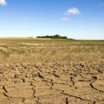Effet “sèche-cheveux” sur la végétation en France : causes et conséquences de la canicule actuelle