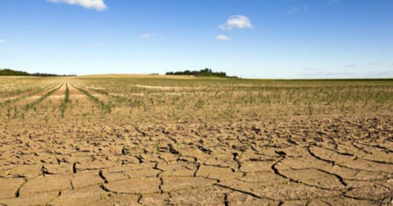 Effet “sèche-cheveux” sur la végétation en France : causes et conséquences de la canicule actuelle