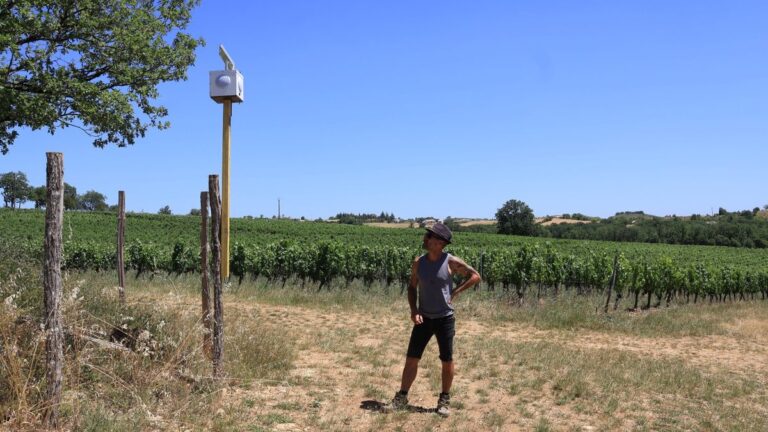 Un viticulteur utilise la musique dans ses vignes pour lutter contre les maladies des plants.