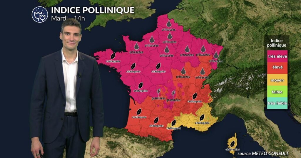 Pollens et allergies : risque allergique accru en France sous la canicule