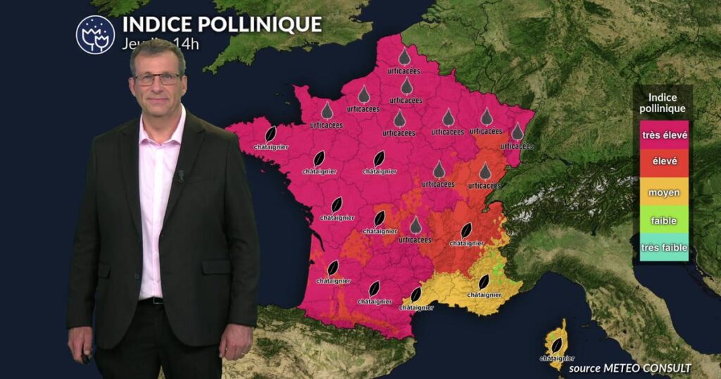 La canicule entraîne des niveaux de pollens très élevés en France, impactant la santé publique.