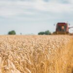 Canicule : rendements agricoles en baisse et vignes fragilisées en France