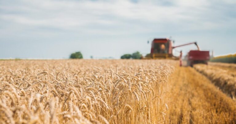 Canicule : rendements agricoles en baisse et vignes fragilisées en France
