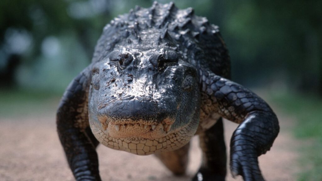 Coupe du monde : désertification d’une fan zone au Mexique après des attaques de crocodiles.