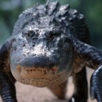 Coupe du monde : désertification d&rsquo;une fan zone au Mexique après des attaques de crocodiles.