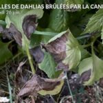 Canicule : jardins, parcs et forêts en détresse face à des températures extrêmes