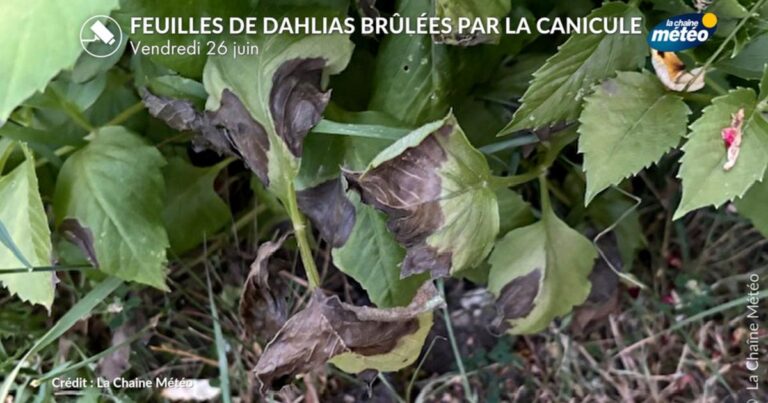 Canicule : jardins, parcs et forêts en détresse face à des températures extrêmes