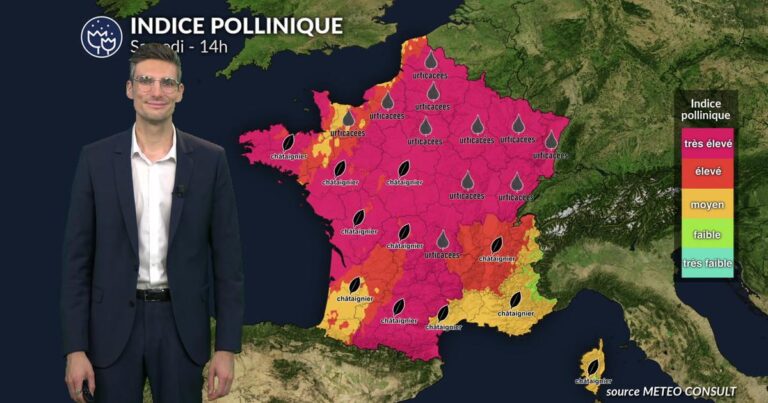 Pollens et allergies : risque élevé ce samedi malgré la baisse des températures.