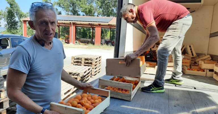Le parc du Ventoux distribue des cerises et abricots invendables aux épiceries sociales.