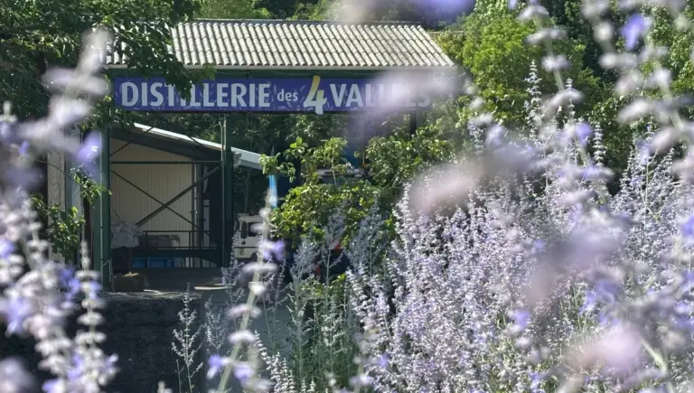 La lavande de Chamaloc, entre secrets culinaires et héritage familial dans le Diois
