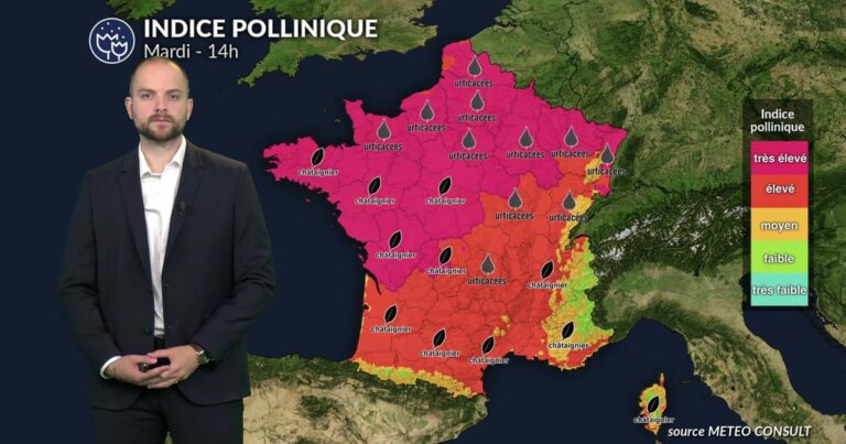 Risque maximal de pollens pour le chêne et les urticacées en France, alertent les experts.