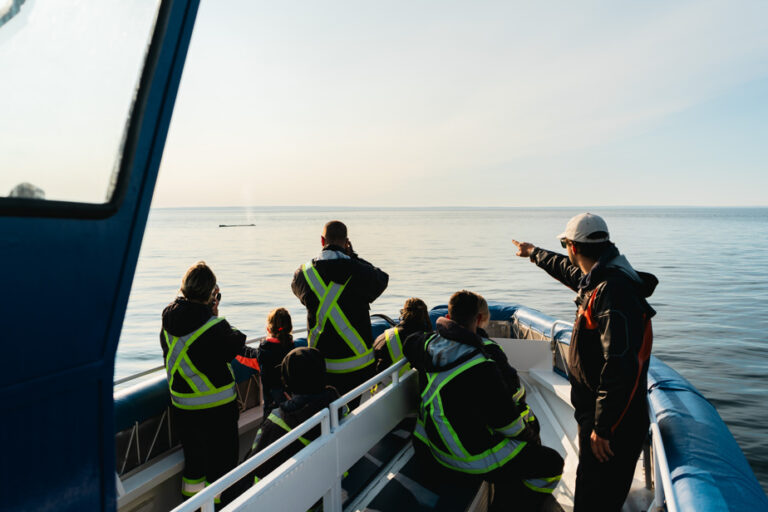 Baleines observées au large du Fleuve, un phénomène naturel en pleine expansion