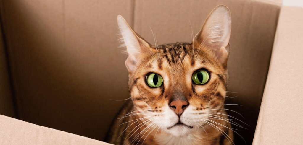 Un modèle imaginaire proposé pour résoudre l’équation de Schrödinger en physique quantique