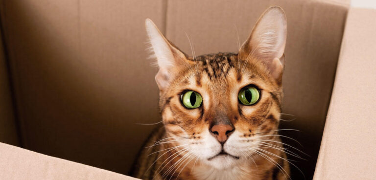 Un modèle imaginaire proposé pour résoudre l’équation de Schrödinger en physique quantique