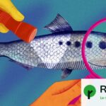 Un poisson fantôme à l&rsquo;affût de la grande alose dans les rivières françaises.