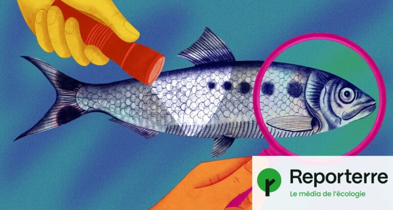 Observation d’un poisson fantôme menacé d’extinction en Normandie