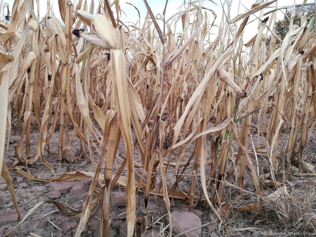 Nouvelles techniques génomiques pour l’innovation agricole durable en France