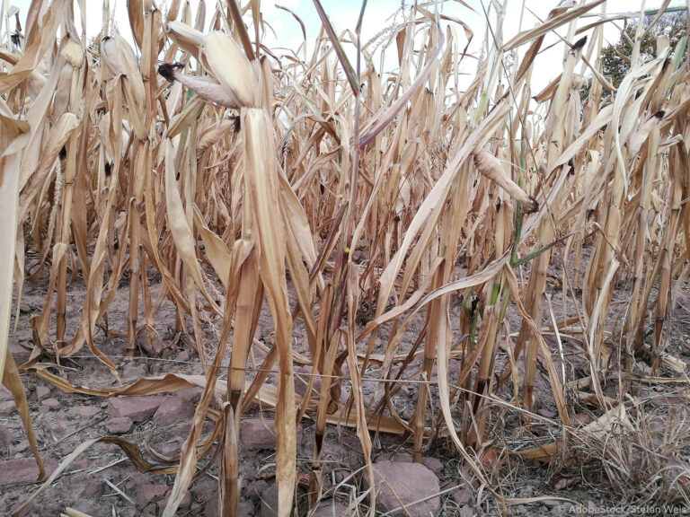 Nouvelles techniques génomiques pour l’innovation agricole durable en France