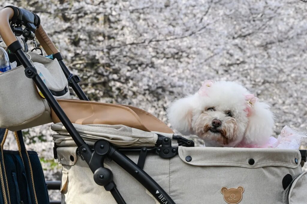 Au Japon, les chiens adoptent des accessoires humains comme les robes et barrettes.