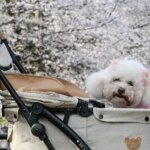 Au Japon, les chiens adoptent des accessoires humains comme les robes et barrettes.