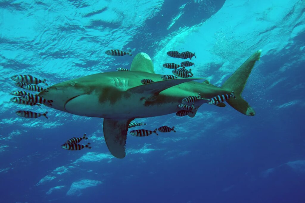 Requin blanc observé en Méditerranée : une rencontre inédite et rassurante pour les biologistes marins.