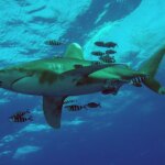 Requin blanc observé en Méditerranée : une rencontre inédite et rassurante pour les biologistes marins.