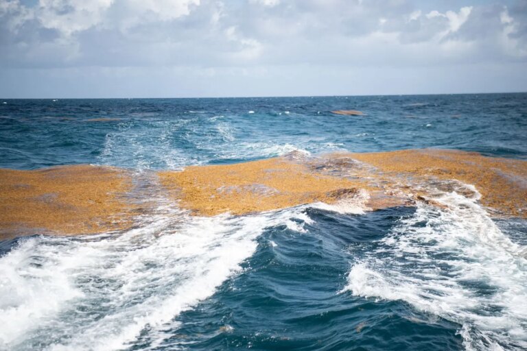 Invasion des sargasses aux Antilles : conséquences sur l’écosystème et le tourisme local
