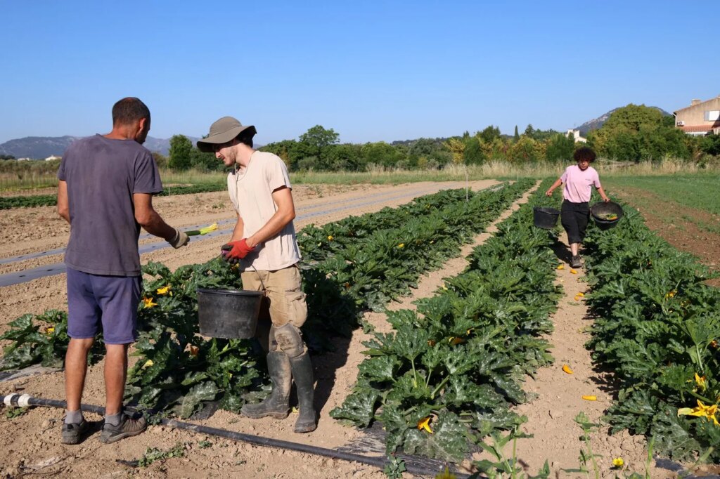 Agriculture bio : la consommation augmente tandis que des fermes ferment en France.