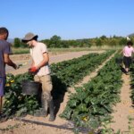 Agriculture bio : la consommation augmente tandis que des fermes ferment en France.