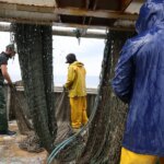 Fermeture de la pêche dans le Golfe de Gascogne pour protéger les dauphins.