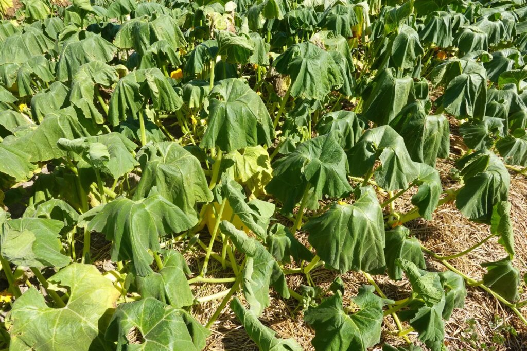 Canicule : l’effet sèche-cheveux menace les cultures agricoles en France