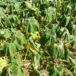 Canicule : l&rsquo;effet sèche-cheveux menace les cultures agricoles en France