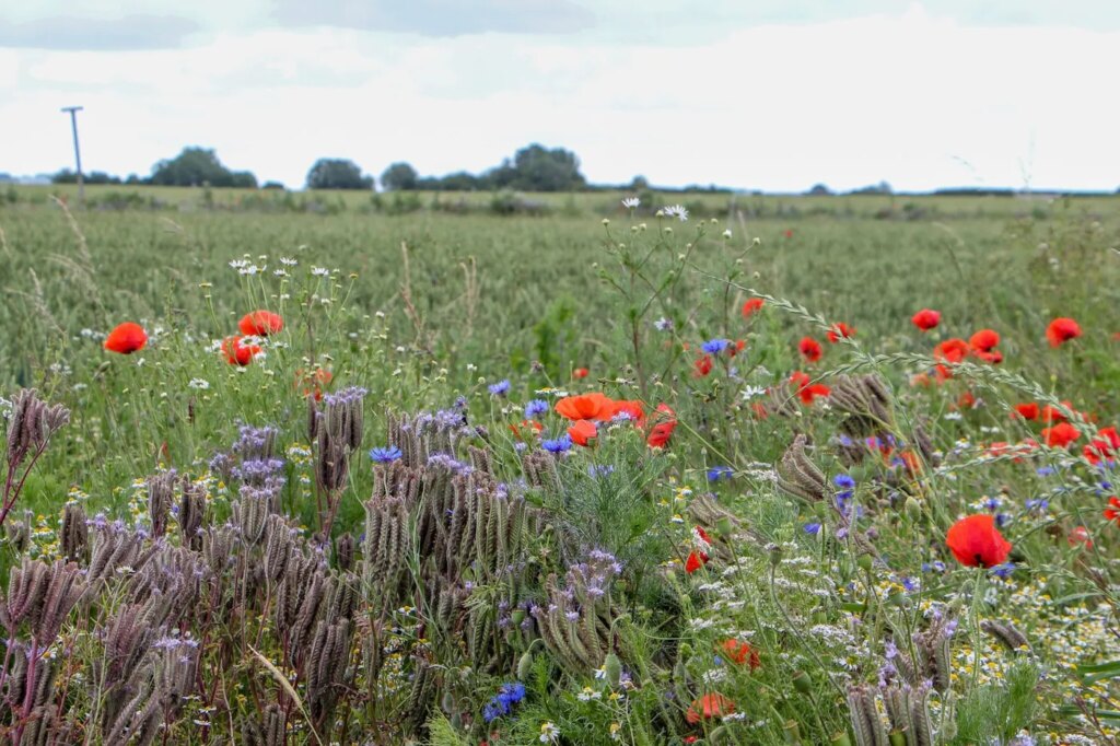 Agriculture dans la Somme : l’Inrae explore les liens entre bio et conventionnel